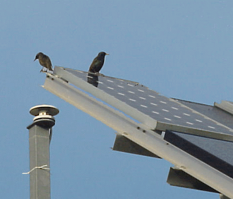 BIRDS.GIF BIRDS.GIF